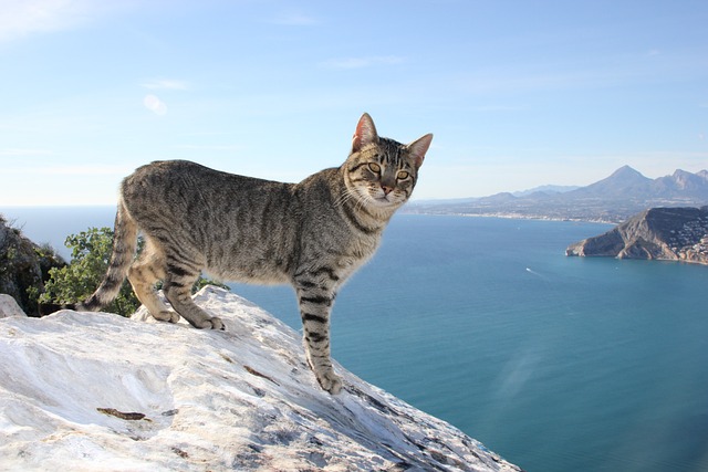 Vergel, Alicante : Un havre de paix et de beauté en Espagne